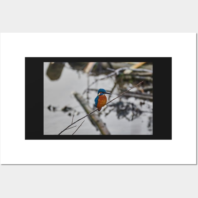 Kingfisher Wall Art by mbangert